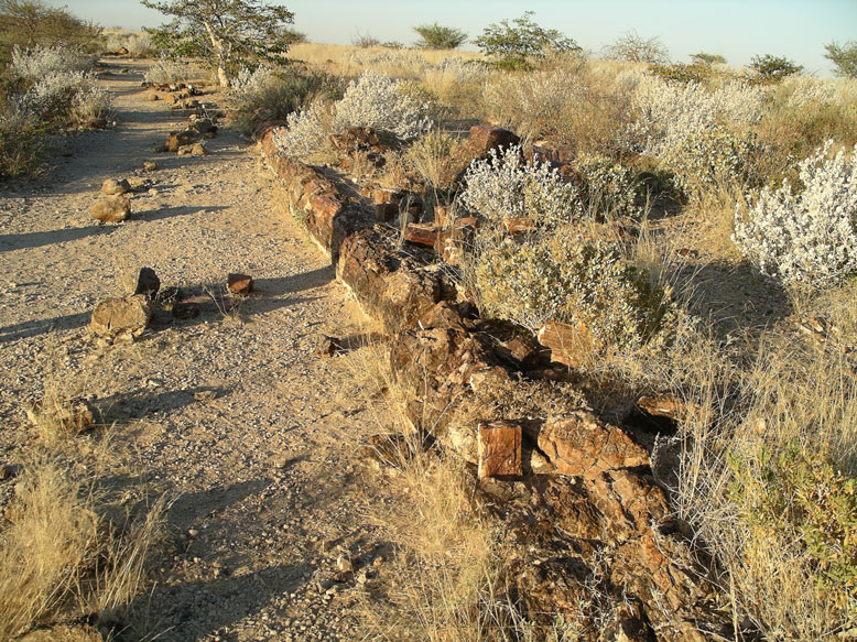 bosque petrificado